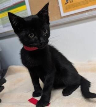 A886261 -  Domestic Medium Hair Cat for Adoption in Camarillo, California - A886261 | PetCurious