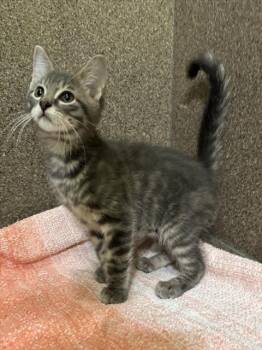 BACON BITS -  Domestic Short Hair Cat for Adoption in Louisville, Kentucky - BACON BITS | PetCurious
