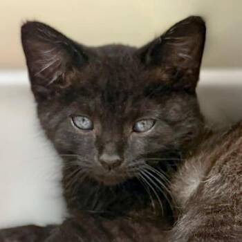 Harley -  Domestic Short Hair Cat for Adoption in Chapel Hill, North Carolina - Harley | PetCurious