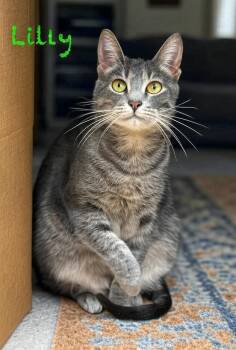 Rescue Domestic Short Hair Cats for Adoption in Pawleys Island, South Carolina - Lilly | PetCurious