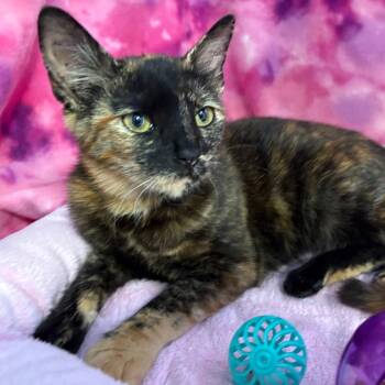 Domestic Short Hair Cats Available for Adoption - Natalie | PetCurious