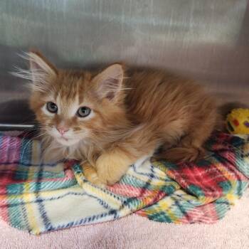 Hank -  Domestic Long Hair Cat for Adoption in Fort Wayne, Indiana - Hank | PetCurious