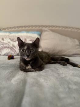 Rescue Domestic Short Hair Cats for Adoption in Treasure Island, Florida - Luna | PetCurious