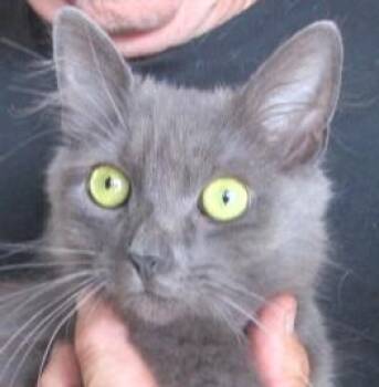 Miss Trudie -  Nebelung and Russian Blue Cat for Adoption in Paris, Kentucky - Miss Trudie | PetCurious
