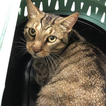 RSAC071/ Swiss Chard -  Domestic Short Hair Cat for Adoption in Oak Park, Illinois - RSAC071/ Swiss Chard | PetCurious