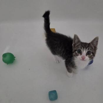 Needoh -  Domestic Short Hair Cat for Adoption in Clavet, Saskatchewan - Needoh | PetCurious