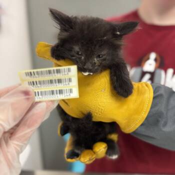 Kevin -  Domestic Long Hair Cat for Adoption in Charleston, West Virginia - Kevin | PetCurious