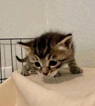 Juniper -  Domestic Medium Hair Cat for Adoption in Kennewick, Washington - Juniper | PetCurious