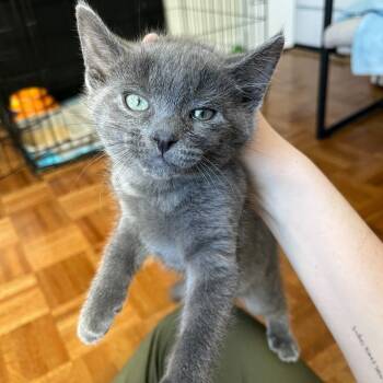Rescue Domestic Short Hair Cats for Adoption in New York, New York - Blue | PetCurious