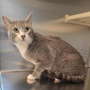 World Piece (Cloudy) -  Domestic Short Hair Cat for Adoption in Norman, Oklahoma - World Piece (Cloudy) | PetCurious
