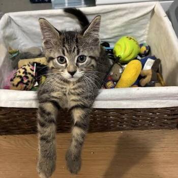 Grover -  Domestic Short Hair Cat for Adoption in Chicago, Illinois - Grover | PetCurious
