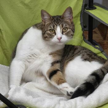 Tabby Cats Available for Adoption - Bandai  | PetCurious