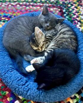 Spicy Potato Taco -  Domestic Short Hair Cat for Adoption in San Francisco, California - Spicy Potato Taco | PetCurious