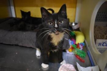 Drake -  Domestic Short Hair Cat for Adoption in Kansas City, Missouri - Drake | PetCurious