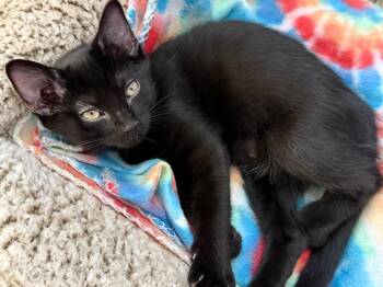 Granito -  Domestic Short Hair Cat for Adoption in Fort Lupton, Colorado - Granito | PetCurious