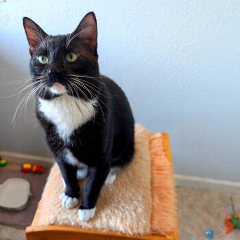 Domestic Short Hair Cats Available for Adoption in Woodinville, Washington - Tux | PetCurious