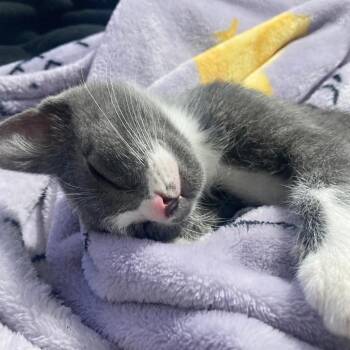 Mercedes -  Domestic Short Hair Cat for Adoption in Fresno, California - Mercedes | PetCurious