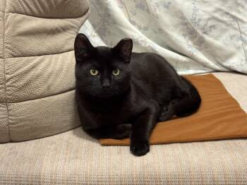 Domestic Short Hair Cats Available for Adoption in Calgary, Alberta - Merlin | PetCurious