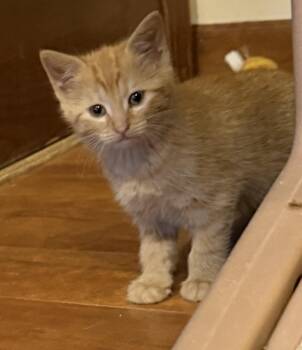 Domestic Short Hair Cats Available for Adoption in Williamsville, New York - Richmond  | PetCurious