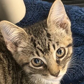 Pumpkin -  Domestic Short Hair Cat for Adoption in Troy, Virginia - Pumpkin | PetCurious