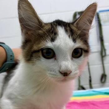 Galley -  Domestic Medium Hair Cat for Adoption in Corpus Christi, Texas - Galley | PetCurious