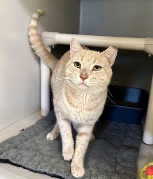 Mojave -  Domestic Short Hair Cat for Adoption in Parsippany-troy Hills, New Jersey - Mojave | PetCurious