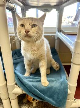 Rescue Domestic Short Hair Cats for Adoption in Fort Payne, Alabama - Butters | PetCurious