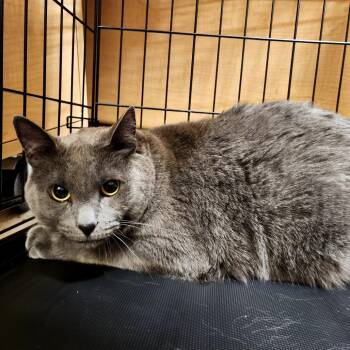 Domestic Short Hair Cats Available for Adoption in Grantsville, Utah - Spook | PetCurious