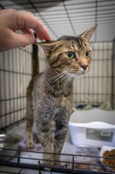 Tabbioca (FCID# 09/10/2026 - 38 Trainer) -  Tabby Cat for Adoption in Greenville, Delaware - Tabbioca (FCID# 09/10/2026 - 38 Trainer) | PetCurious