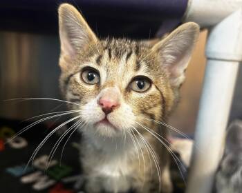 Wind -  Domestic Short Hair Cat for Adoption in Raleigh, North Carolina - Wind | PetCurious