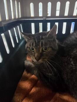 Jasmine -  Domestic Short Hair Cat for Adoption in Glenfield, New York - Jasmine | PetCurious