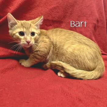 Bart -  Domestic Short Hair Cat for Adoption in Parkersburg, West Virginia - Bart | PetCurious