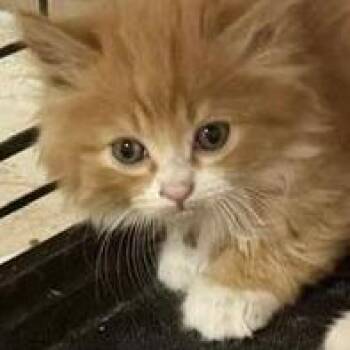 Chaos -  Domestic Long Hair Cat for Adoption in Mooresville, North Carolina - Chaos | PetCurious