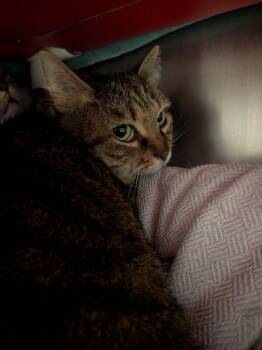 Silvie -  Domestic Short Hair Cat for Adoption in Cincinnati, Ohio - Silvie | PetCurious