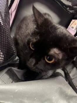 61631849 -  Domestic Short Hair Cat for Adoption in El Paso, Texas - 61631849 | PetCurious