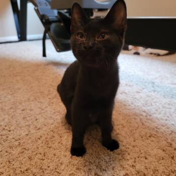 Rescue Domestic Short Hair Cats for Adoption in Springfield, Oregon - Carmilla | PetCurious