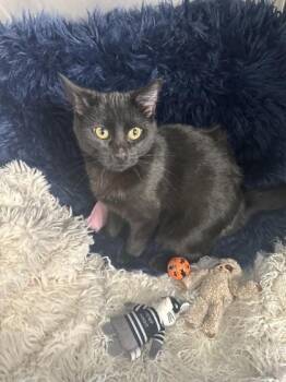 Domestic Short Hair Cats Available for Adoption - Leo | PetCurious