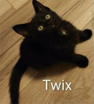 Twix -  Domestic Short Hair Cat for Adoption in Eugene, Oregon - Twix | PetCurious