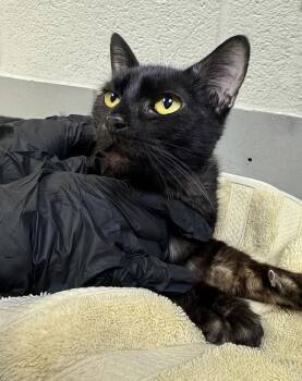 Rose -  Domestic Short Hair Cat for Adoption in Nashville, Tennessee - Rose | PetCurious