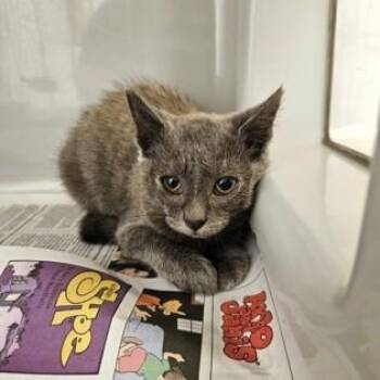 Sheriff -  Domestic Short Hair Cat for Adoption in Phoenixville, Pennsylvania - Sheriff | PetCurious