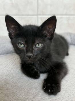 Domestic Short Hair Cats Available for Adoption in Orlando, Florida - Clyde | PetCurious