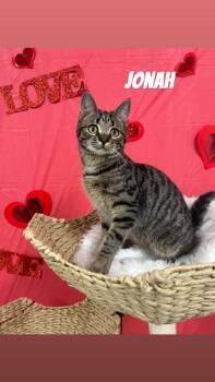 Domestic Short Hair Cats Available for Adoption in Cashiers, North Carolina - Jonas | PetCurious