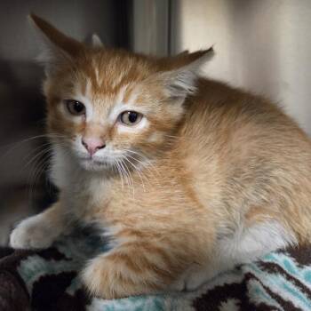 Flambe -  Domestic Short Hair Cat for Adoption in Vancouver, Washington - Flambe | PetCurious