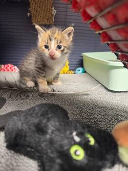 Nellie -  Domestic Short Hair Cat for Adoption in Belton, Missouri - Nellie | PetCurious