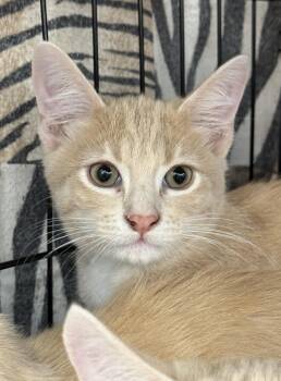 Rescue Domestic Short Hair Cats for Adoption in Westminster, California - Pooh Bear | PetCurious