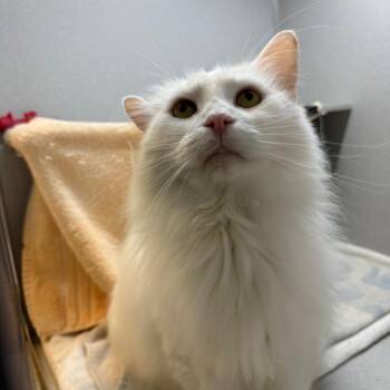Casper (and Toby!) -  Domestic Long Hair Cat for Adoption in Pittsburgh, Pennsylvania - Casper (and Toby!) | PetCurious