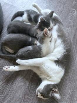 Rescue Domestic Short Hair Cats for Adoption - Dane | PetCurious