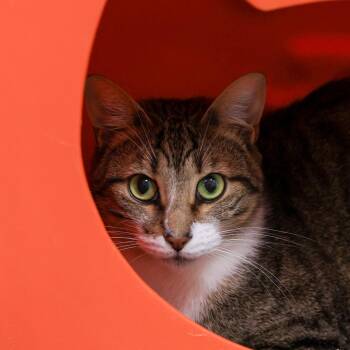 Domestic Short Hair Cats Available for Adoption in Los Angeles, California - Bambi | PetCurious