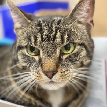 Domestic Short Hair Cats Available for Adoption in Birmingham, Alabama - Kenny | PetCurious
