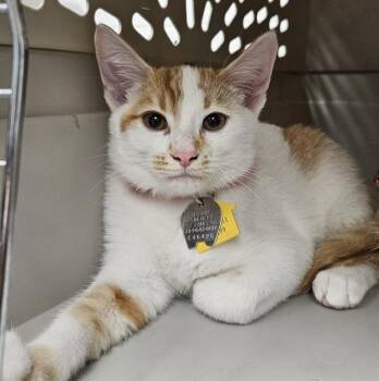 EDDIE -  Domestic Short Hair Cat for Adoption in St. Louis, Missouri - EDDIE | PetCurious